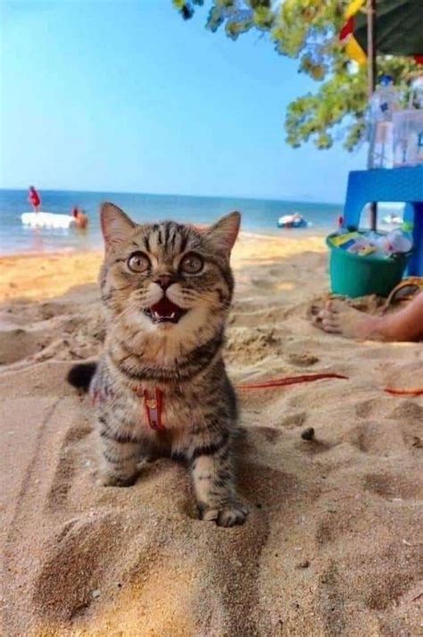 chatte poilue a la plage